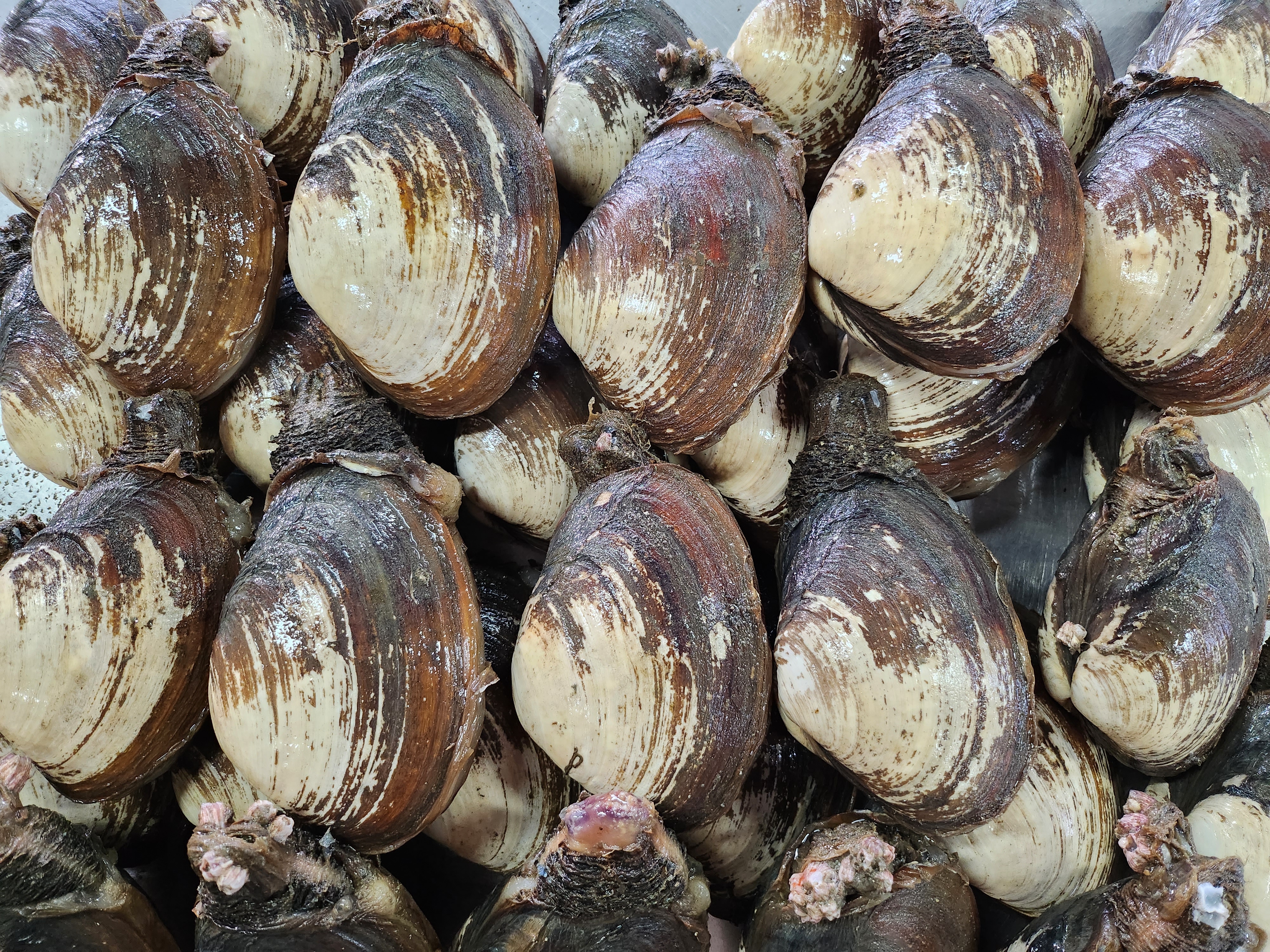 리리파파 왕우럭조개 1kg : 리리파파농수산