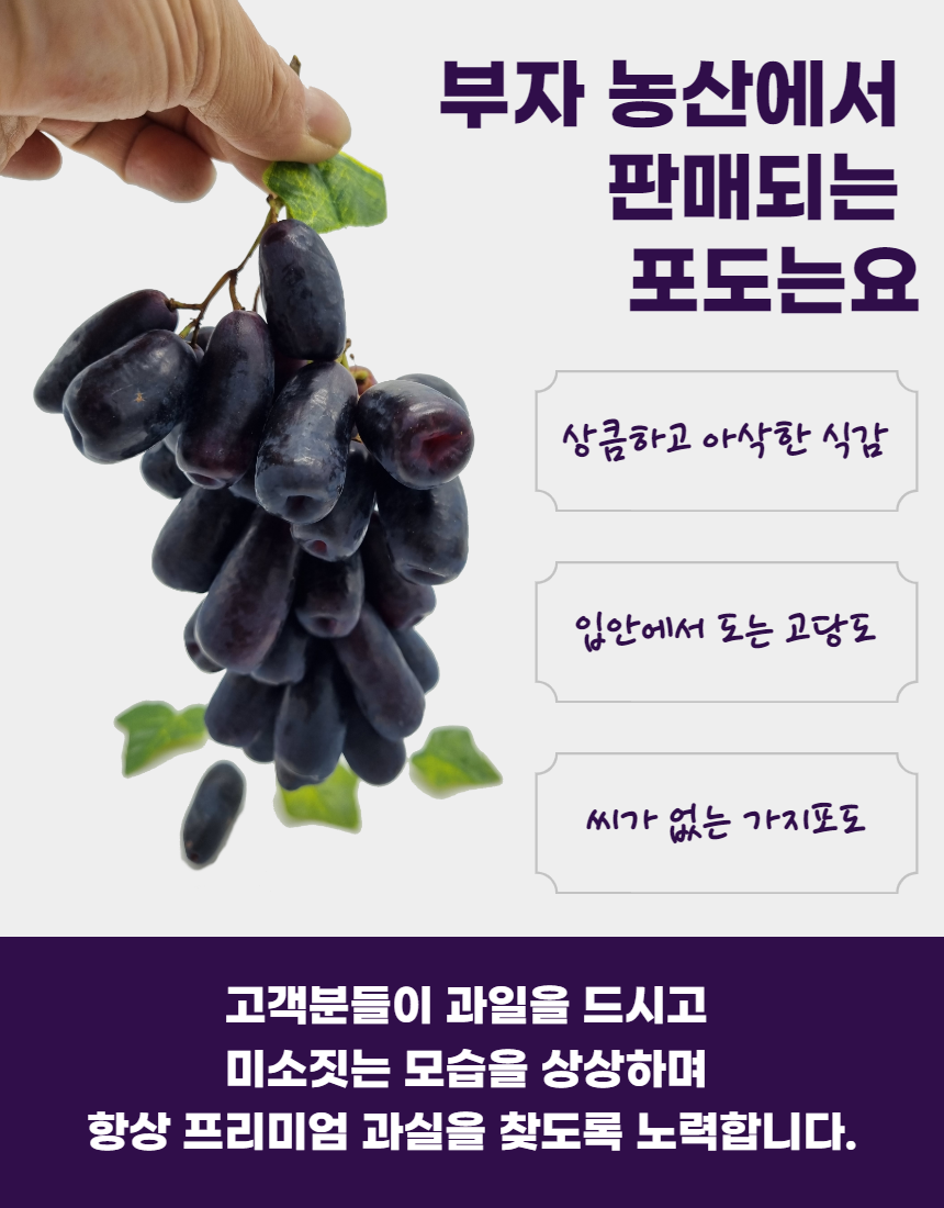 씨없는 고당도 청포도 어톰크리스피 아삭아삭 애플청포도  톰슨청포도 : 부자농산