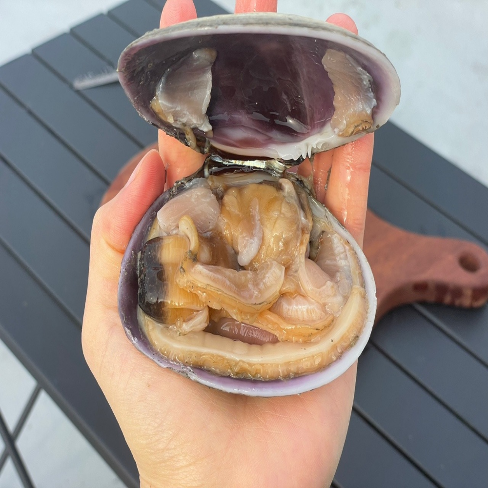 산지직송 자연산 왕우럭조개 우럭조개 1kg 개조개 코끼리조개 : 씽씽농수산