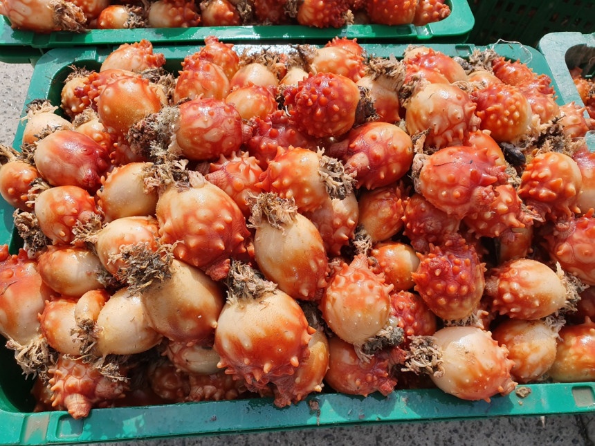 산지직송 통영 활멍게 1kg 깐멍게 400g 800g 돌멍게 : 통영 83수산