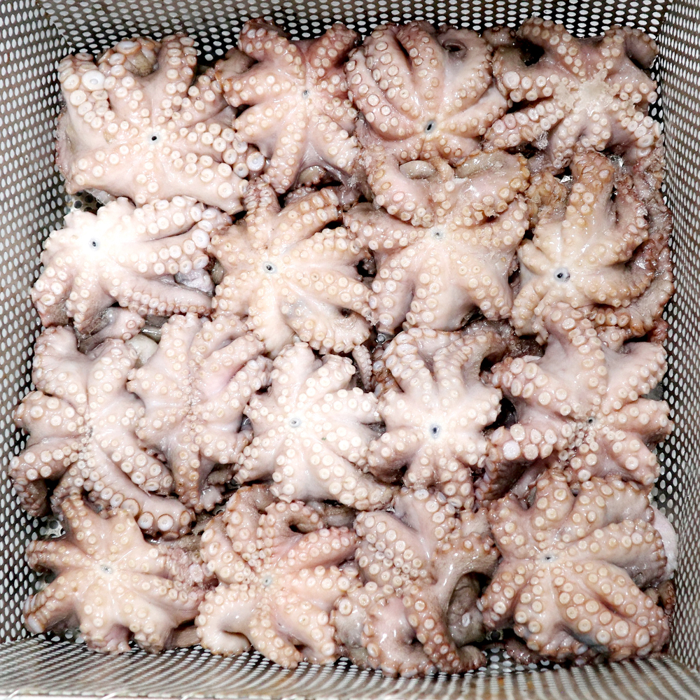 바다사람들 손질 세척 통문어 - 국내산 문어 한마리 제수용 잔치용 돌문어 활문어 생물 냉동 : 바다 사람들