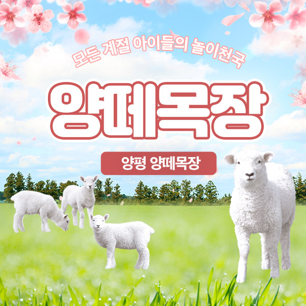 [경기] 양평 양떼목장 (애견동반불가) : T-bridge