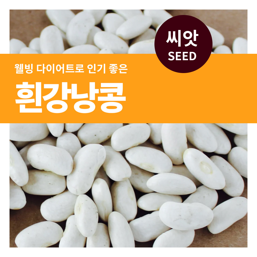 흰 강낭콩 씨앗 30g 채소 씨앗 베란다 텃밭 강낭콩키우기 마이플랜트 : 마이플랜트