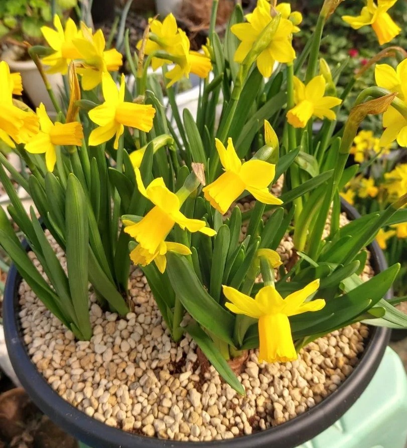 원분재화분30cm : 루디아 동산