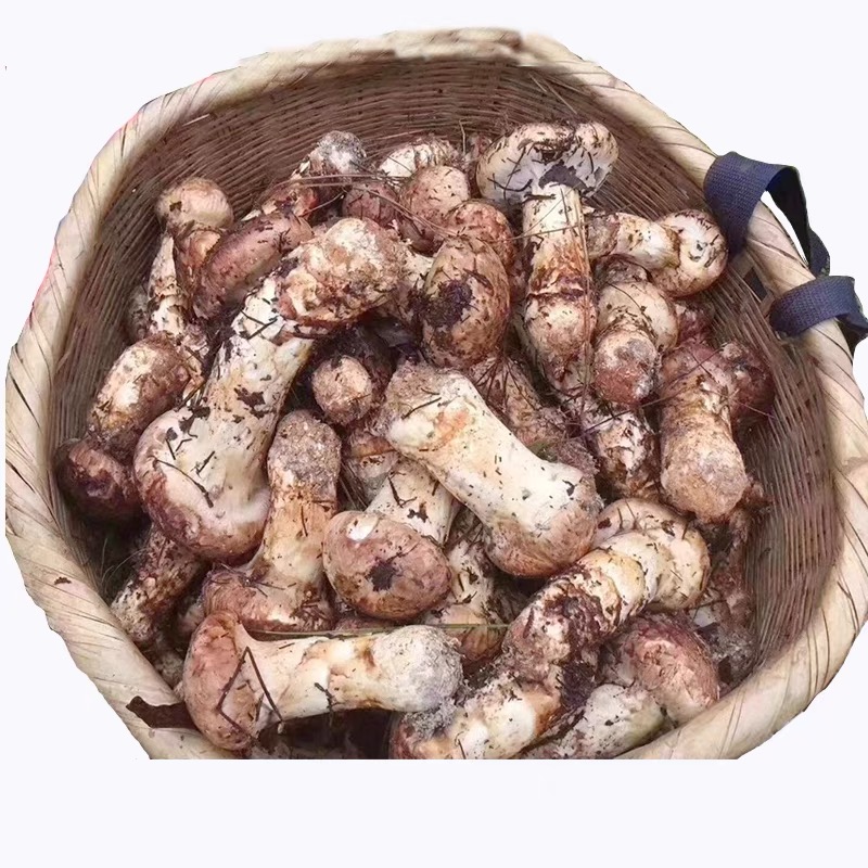 품질좋은 자연산 송이버섯 냉동송이 백두산 티벳 : ig농산
