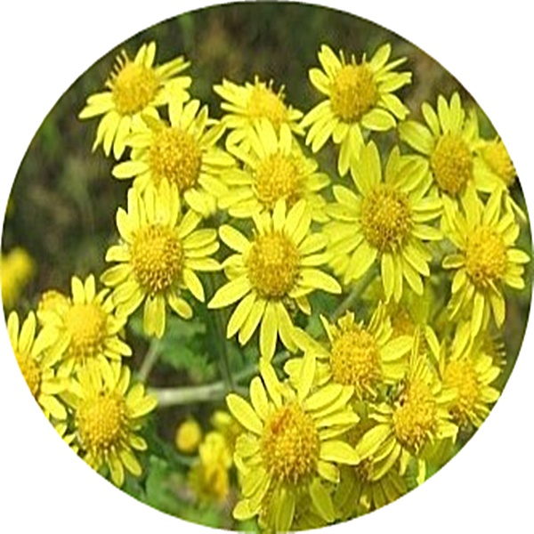 감국/Chrysanthemum indicum/들국화/3.5치 3포트묶음/꽃화분야생화/산야초/화단 : 행복한정원