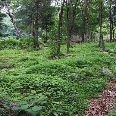 벌나무묘목 강원도 정선 해발800m 4년실생 산청목 1주 : 두위봉농산 야생약초나라
