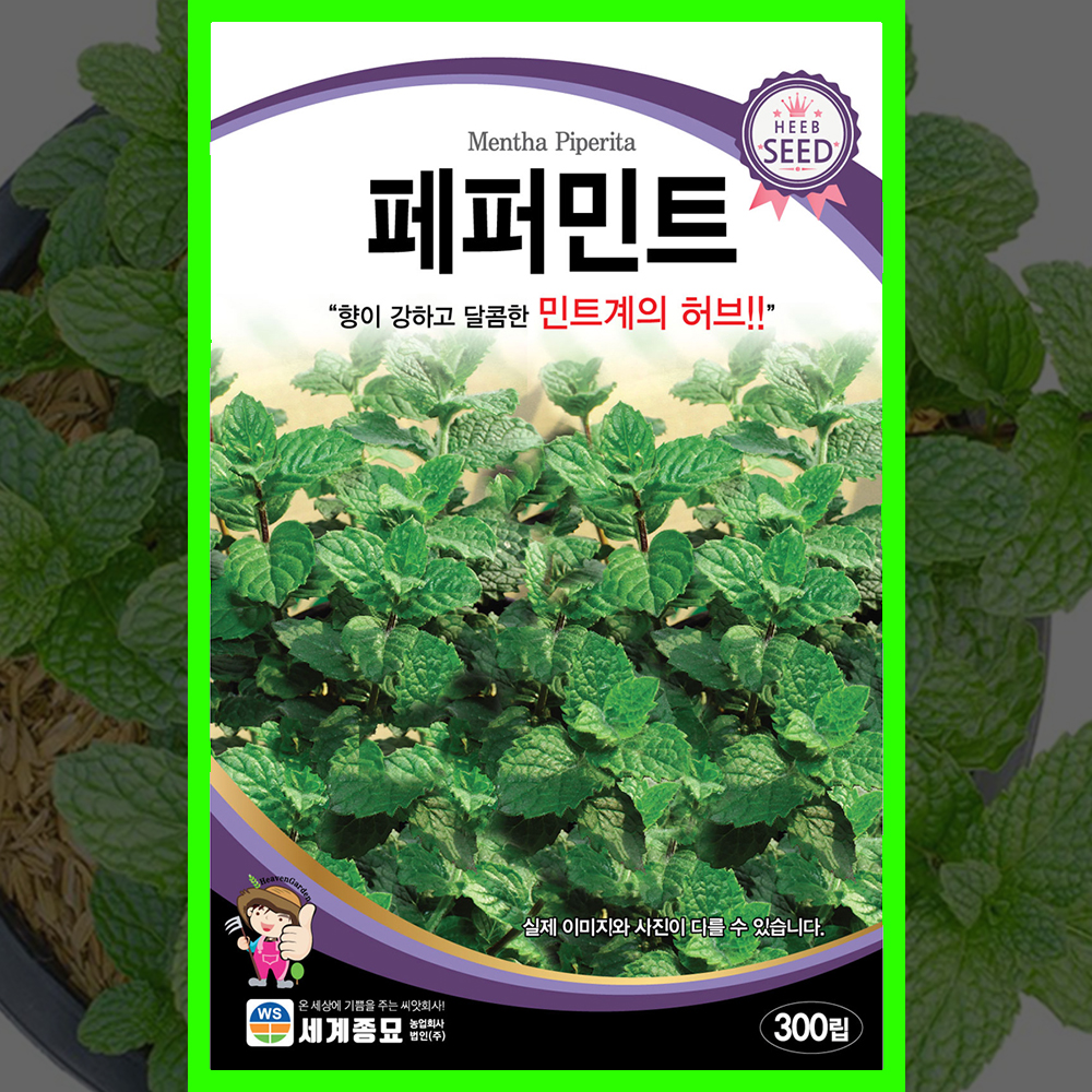 허브씨앗 페퍼민트 식용허브 씨 꽃씨 종자 200립 허브키우기 : 모두의가든