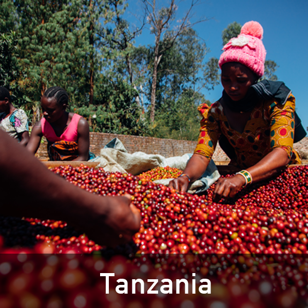 [커피생두] Tanzania Livingstone Peaberry 탄자니아 리빙스톤 피베리 (10kg) : newbean