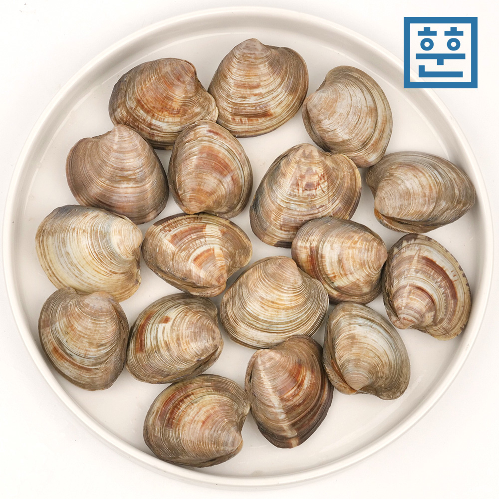 훈훈수산 백합 백상합 조개 백생합 제철 탕,찜,구이용 : 훈훈수산