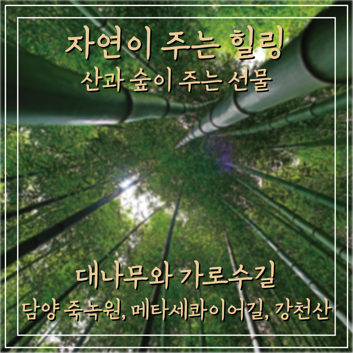 [대전출발] 담양 죽녹원, 메타세콰이어길, 강천산 힐링 여행 : 주원항공여행사