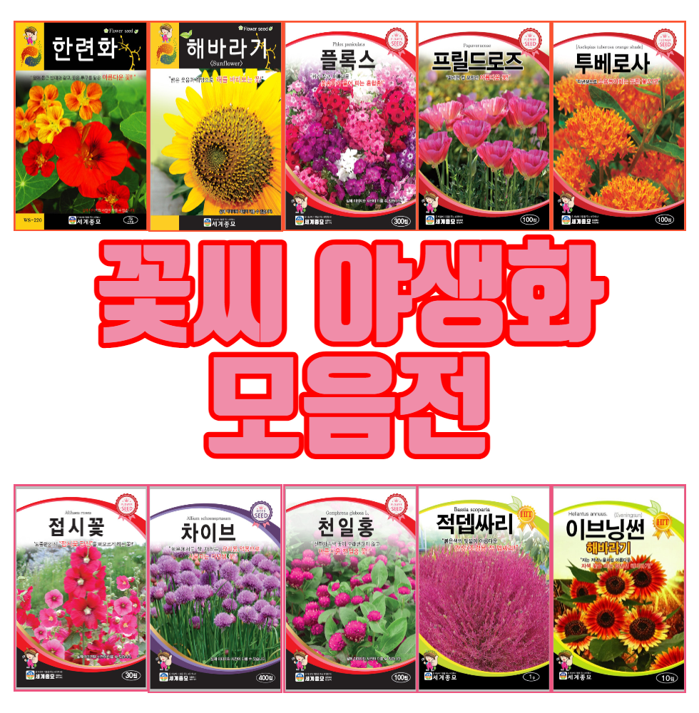 꽃씨 야생화 씨앗 모음전 일년생 다년생 노지월동 꽃씨 모음 : 근소텃밭