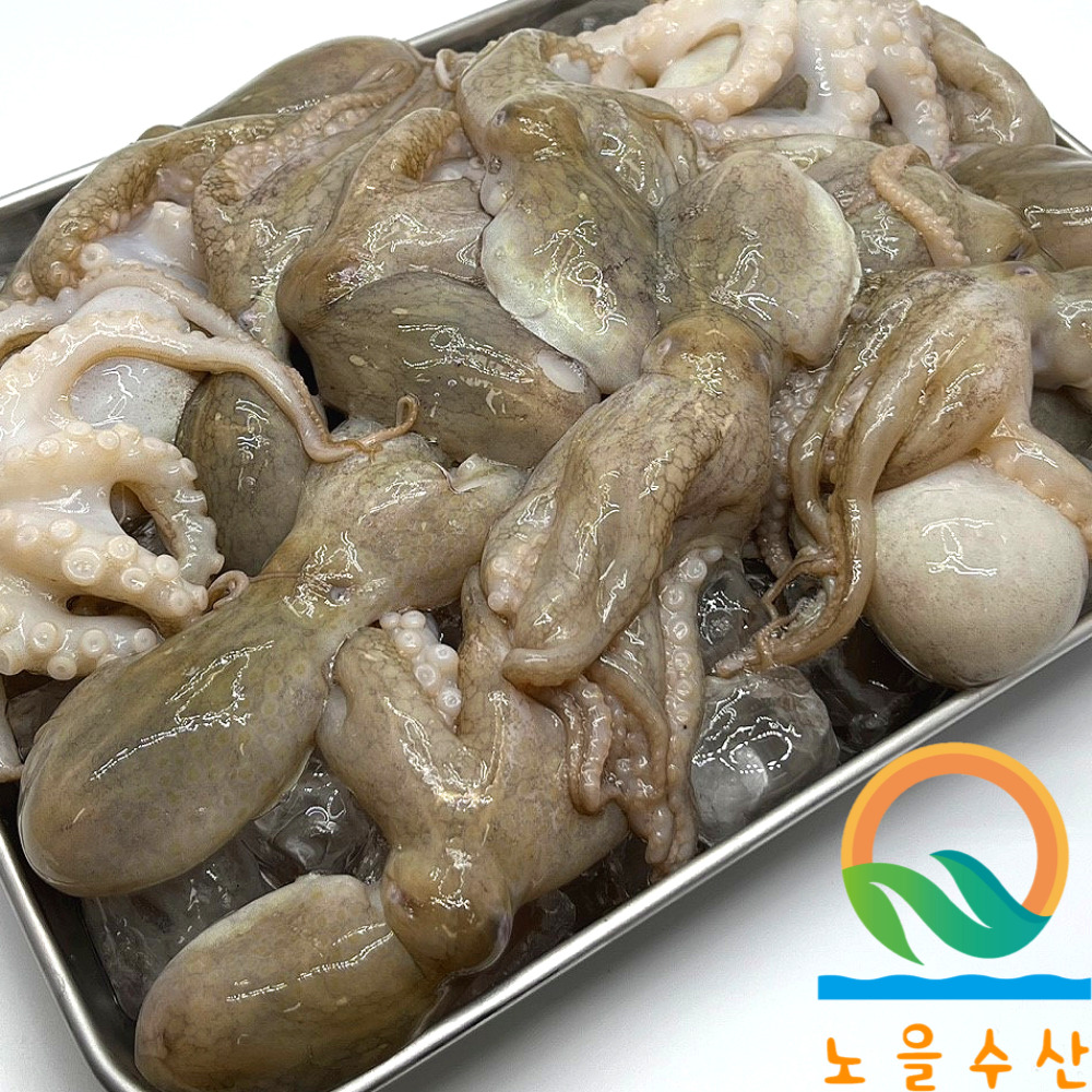 냉동 활 쭈꾸미 1kg (12-15마리) 태국산 업소용 : 노을 수산