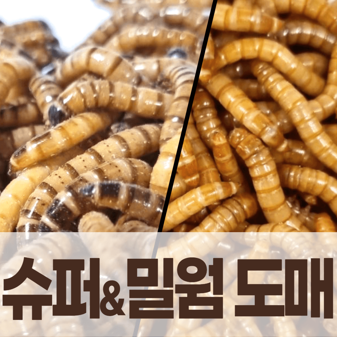 살아있는 밀웜or 슈퍼밀웜 도매 1kg 약 7000마리 : 밀웜나라 곤충농장