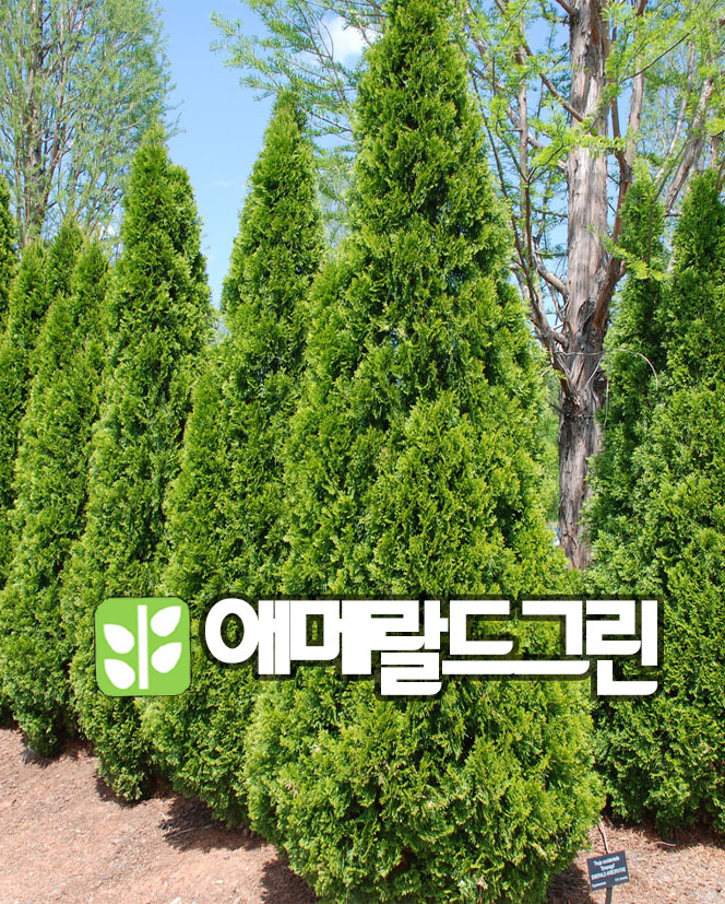 측백 에메랄드그린 9cm 포트 : 산골정원