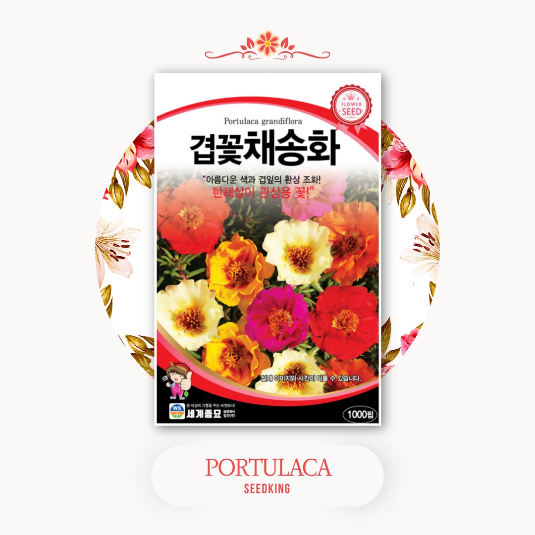 겹꽃채송화 꽃씨앗 1000립 꽃밭만들기 화단 조경 종자 겹채송화 : 흥농상사