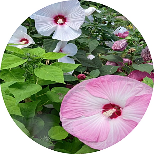부용/부용꽃/5치화분/야생화/꽃화분/화단/노지월동 : 행복한정원