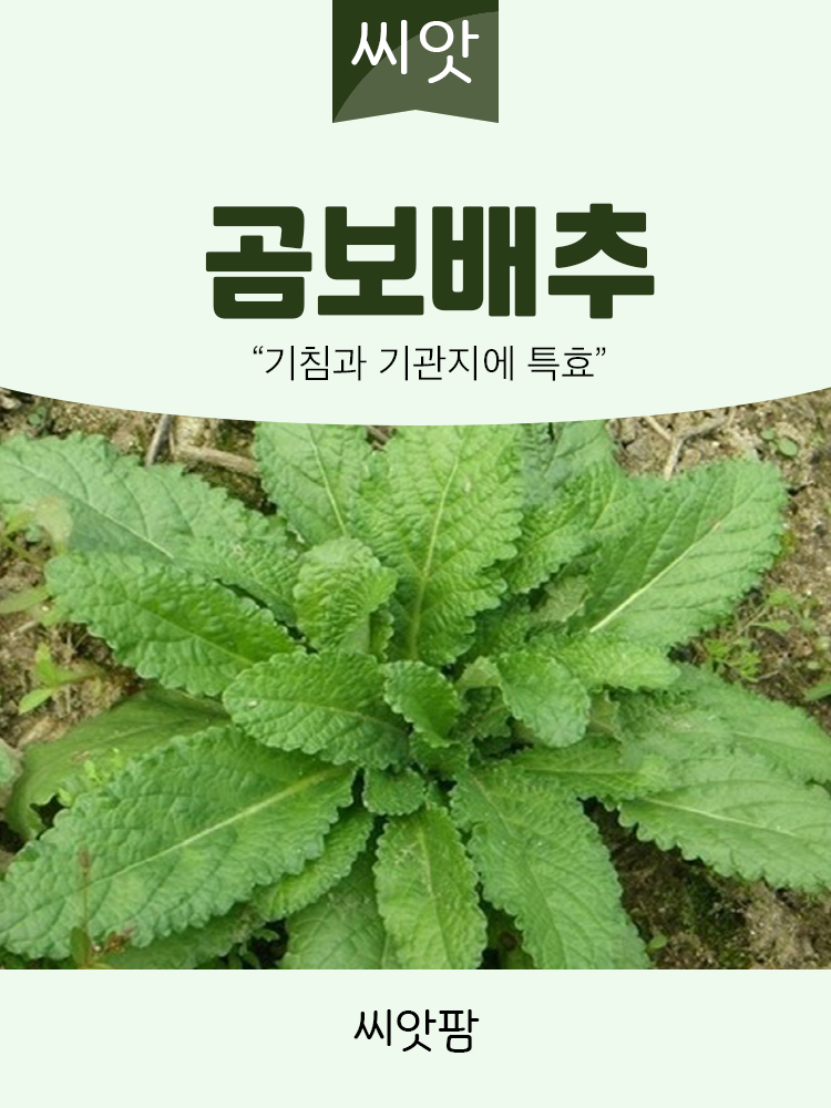 곰보 배추씨앗 1000립 국내채종 종자 : 씨앗팜