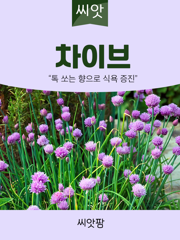 차이브씨앗 1g 허브씨앗 종자 : 씨앗팜
