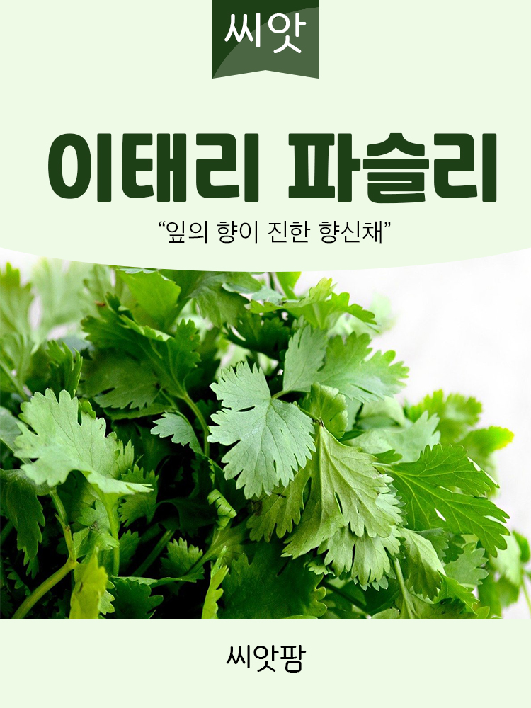 이태리 파슬리씨앗 200립 이탈리안 향나물 종자 : 씨앗팜