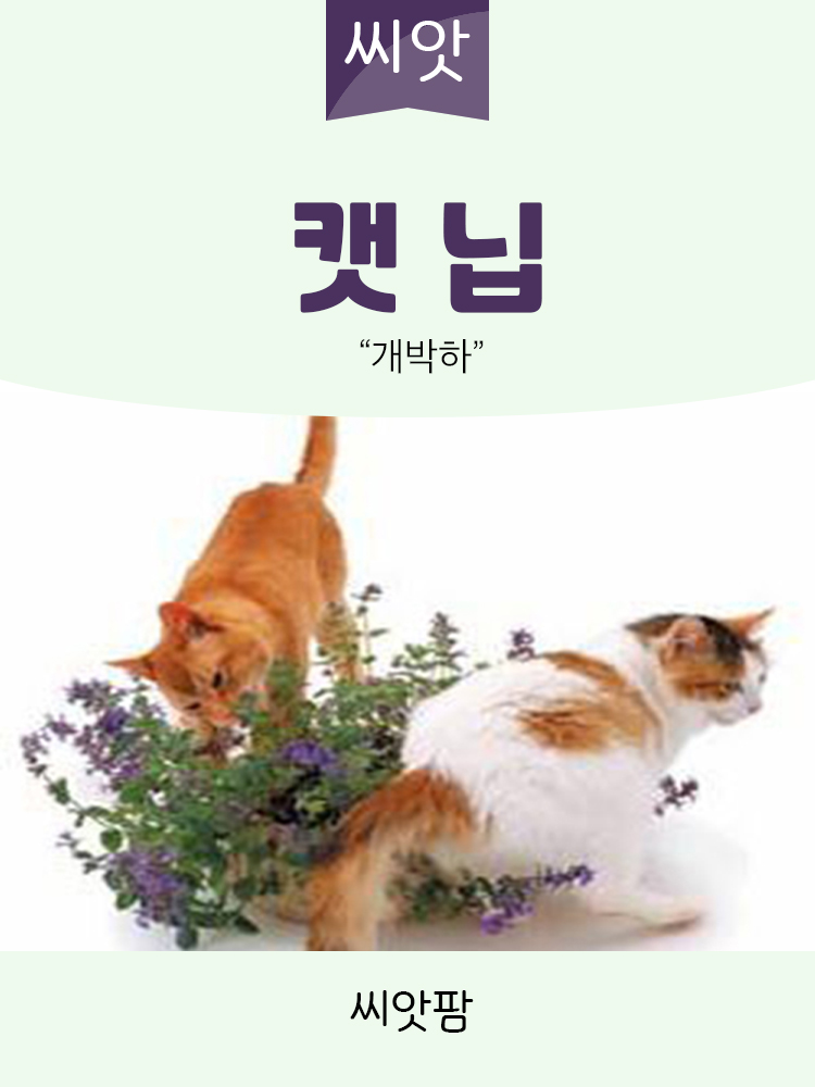 캣닙 씨앗 1g 캣닢 캣잎 개박하 고양이풀 키우기 : 씨앗팜