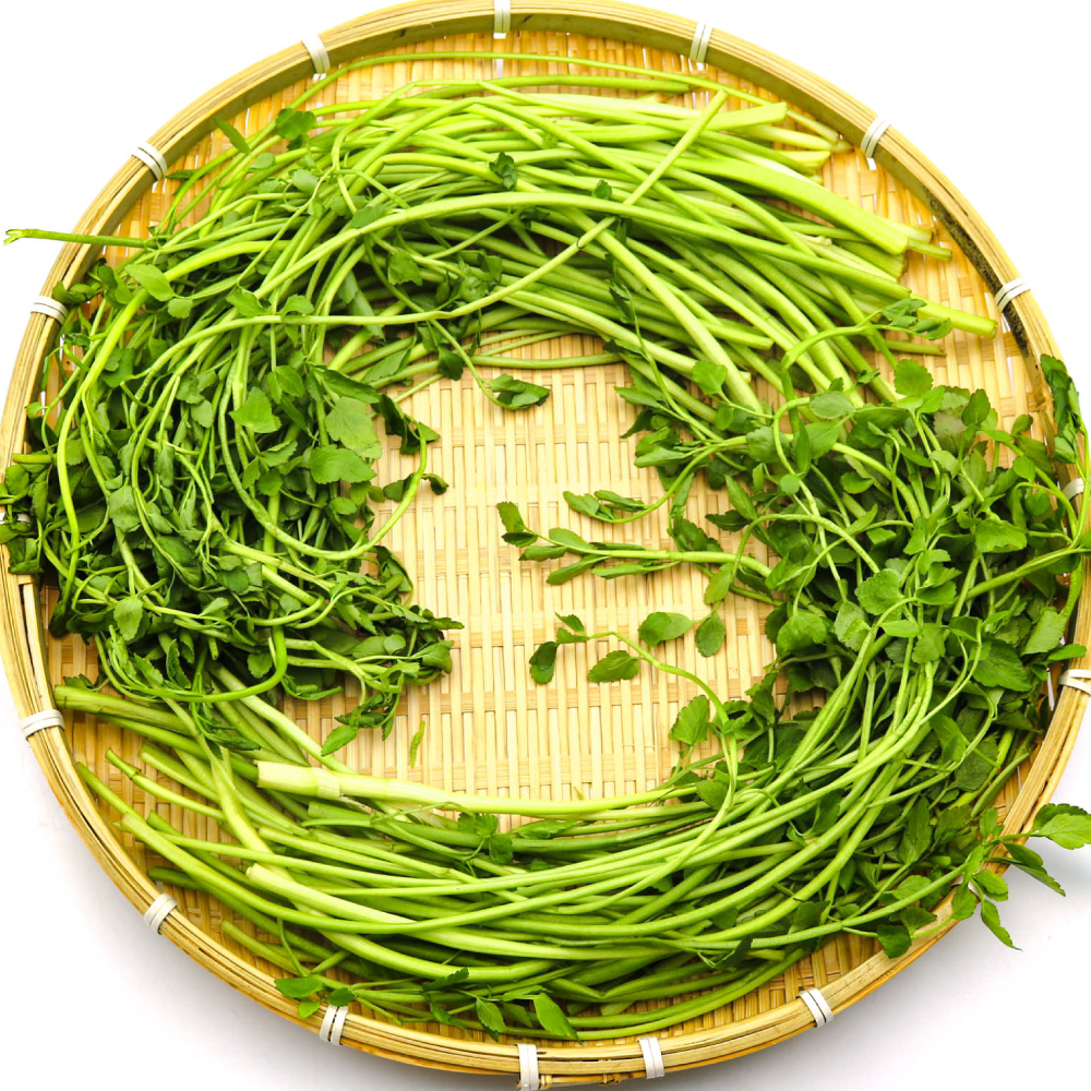 국내산 당일생산 생미나리 1kg 400g 청도 한재미나리 당일 세척 신선한 돌 미나리 : 나물투데이