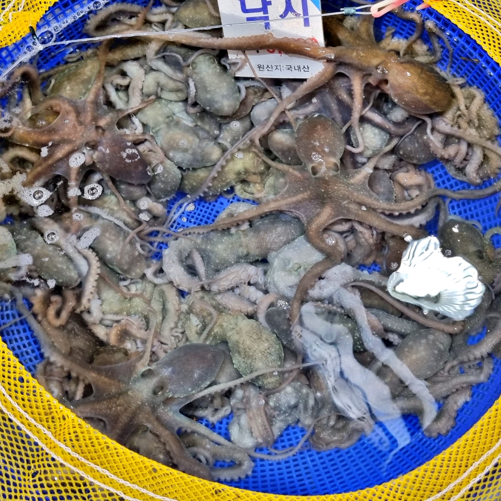 낙지 목포 무안 산낙지 국산 세발낙지 뻘낙지 활낙지 택배 : 허니스윗팜