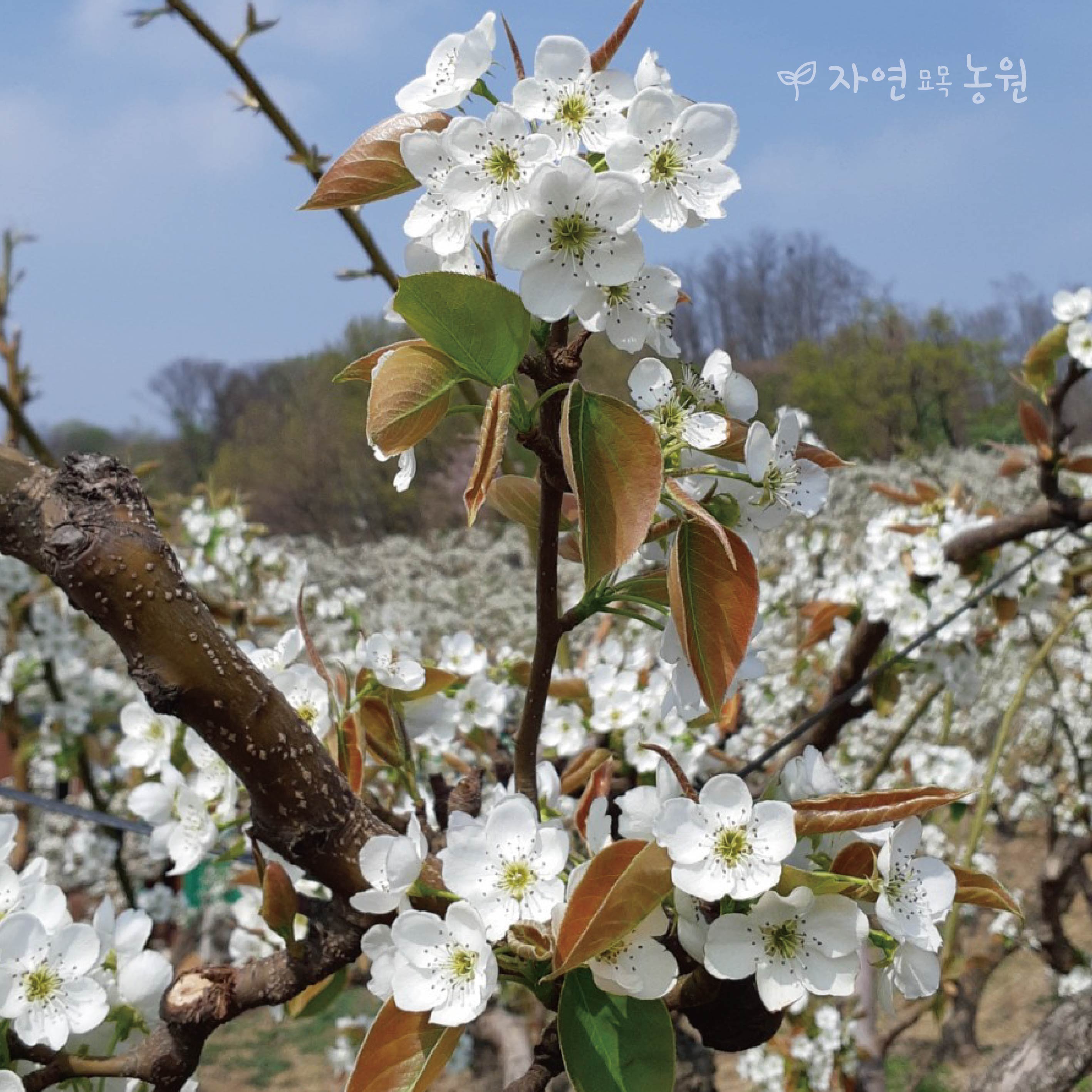 배나무,원황묘목판매,자연농원 , 최소구매 2개 : 옥천 자연농원