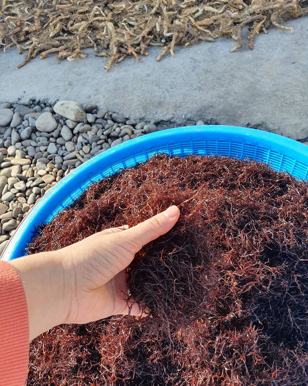 완도산 자연산 세모가사리 200g : 달빛바다수산