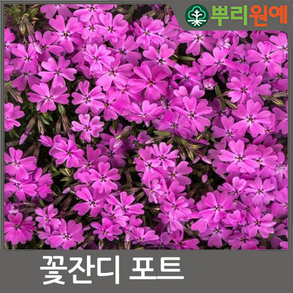 꽃잔디 모종 묘목 포트묘목 10포트 : 뿌리원예