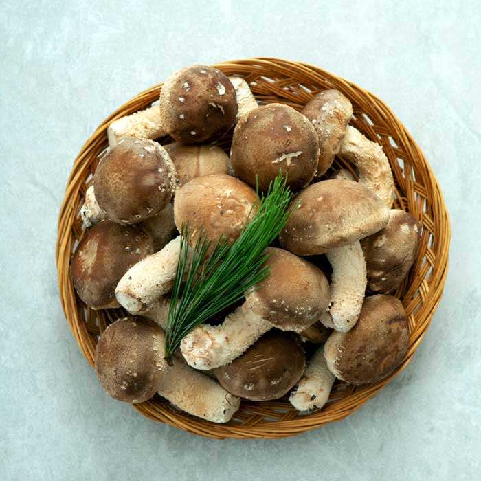 착한송이버섯 송화고 송고송화 송향버섯 선물용및 가정용1kg : 송향버섯농장