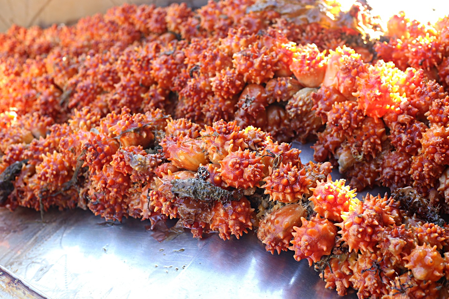 멍게비빔밥 양념 통영멍게무침 멍게젓갈 500g : SIMCOOK