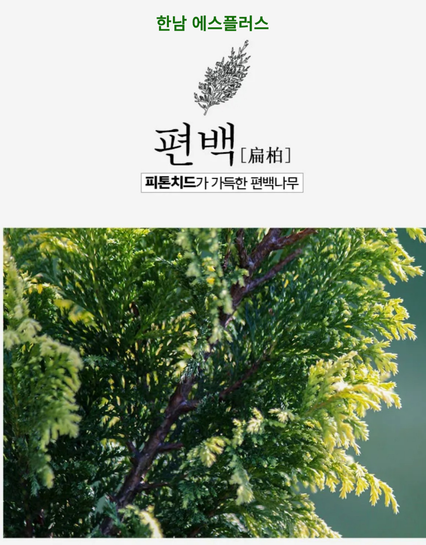 새집 새가구 새차 냄새제거 피톤치드 천연 탈취제 숲향가득 전남 장성 편백숲에서 제조 : 한남에스플러스