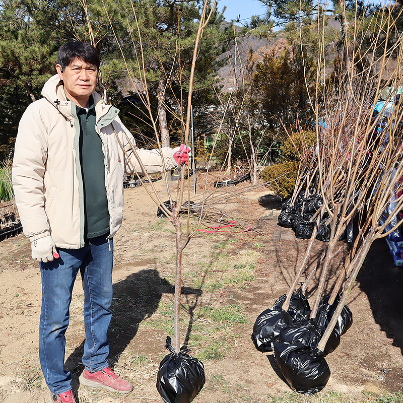 자두나무 묘목 결실주 3년생(대품) 왕자두나무 과실수 : 한밭농원