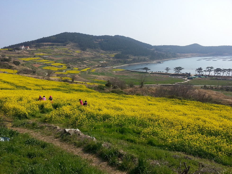 [SRT]슬로우시티 청산도 보길도 대흥사(1박2일) : 보군여행사