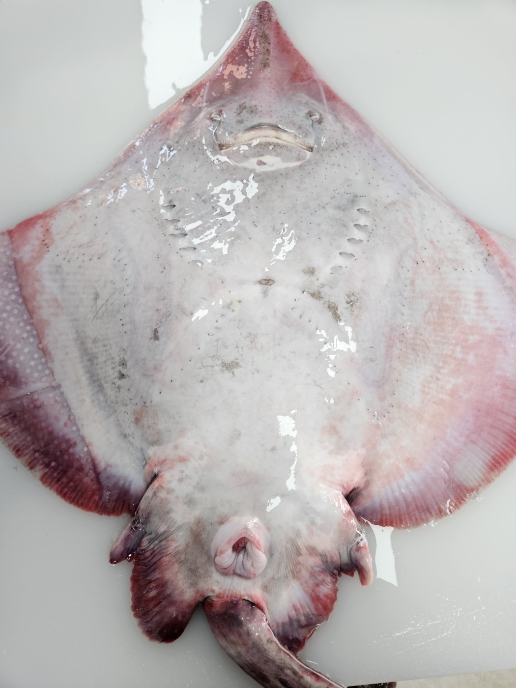 목포,지도 암치 참홍어 한마리 5.5 kg 상품 : 목포착한수산