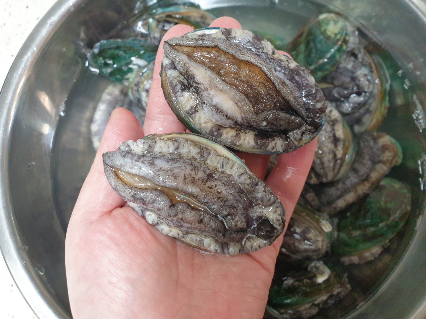완도 구이용 전복 17-20미 1kg 활전복 산지직송 : 대유수산