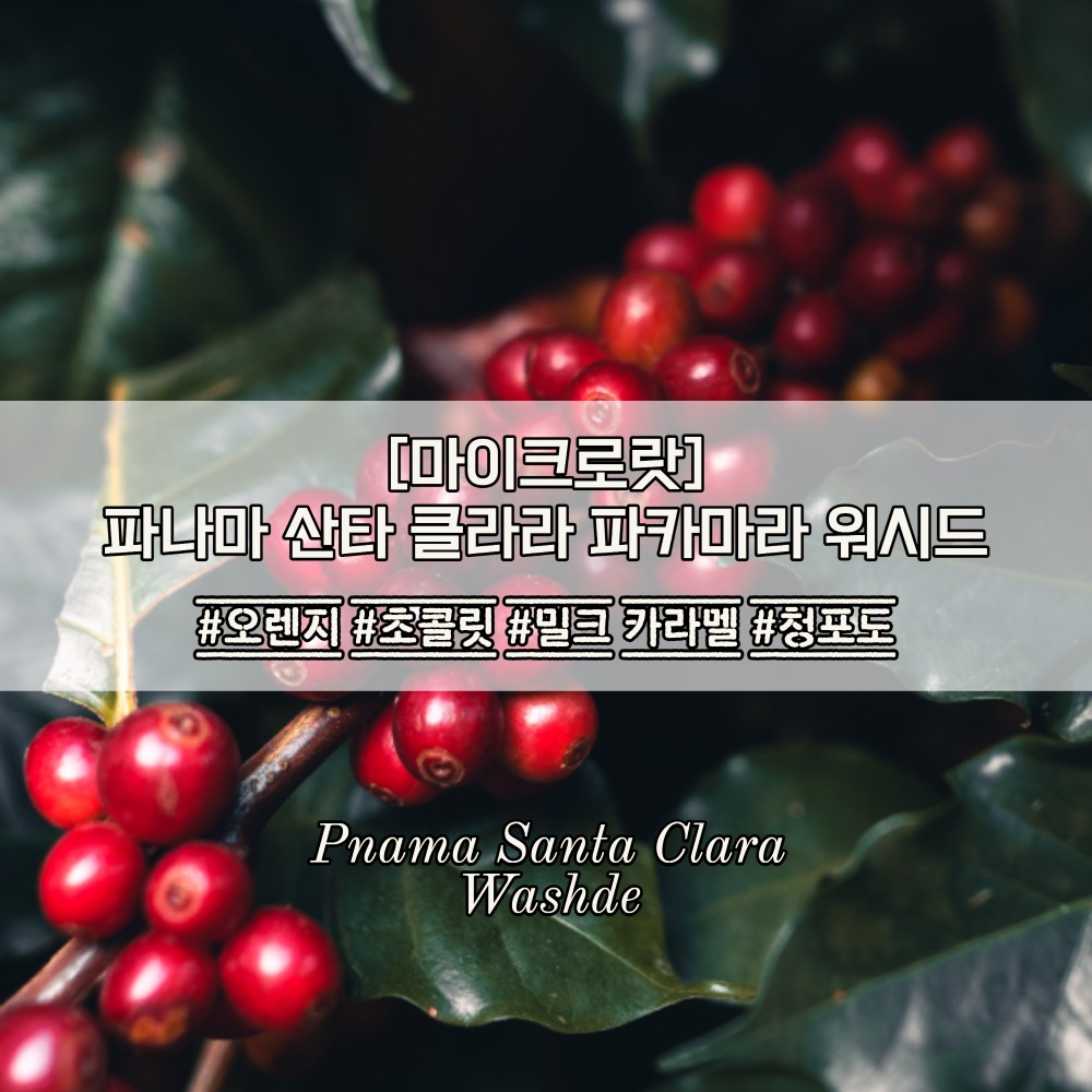 [마이크로랏]파나마 산타 클라라 파카마라 워시드  1kg : 원두마루