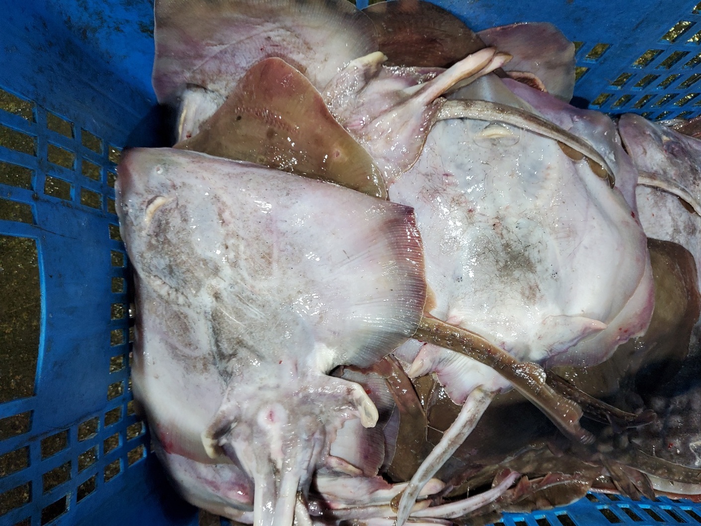 진도 간재미 회 500g 날개살 500g 간자미 갱개미 회무침 초무침 찜 : 샛별이네 생선가게