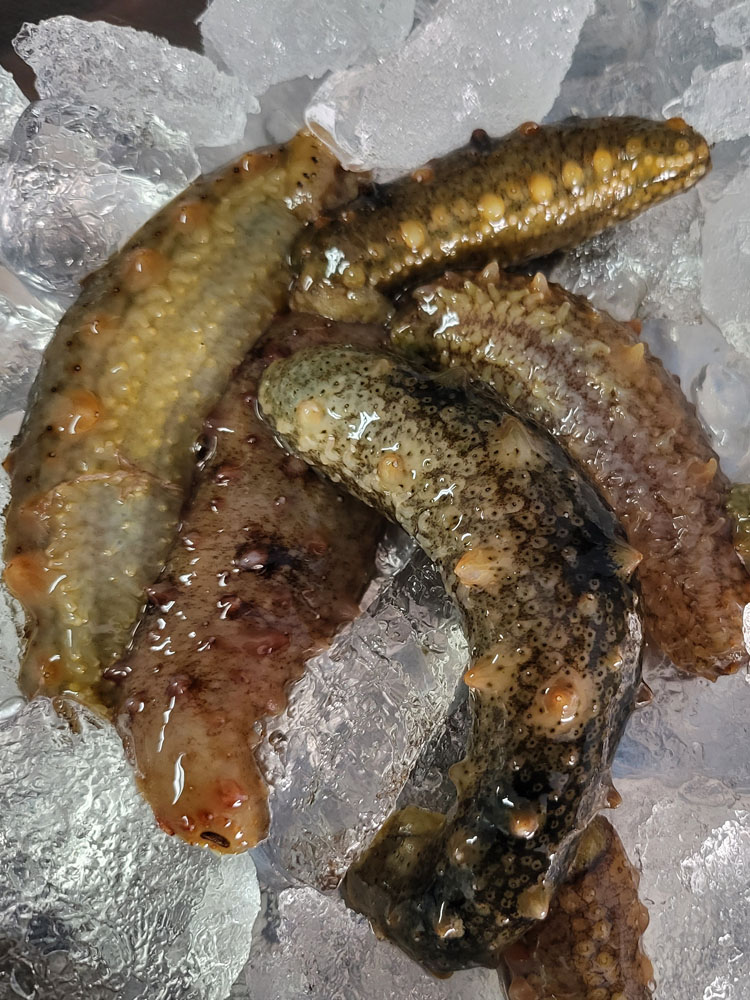 제철맞은 싱싱한 활 해삼 500g : 벌교꼬막연구소
