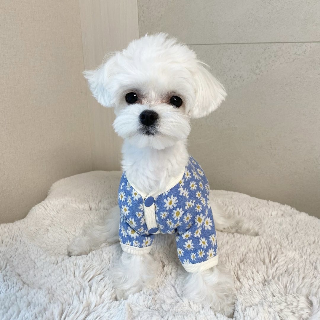 강아지옷 데일리 데이지 가디건 XS-2XL : 아뭉아뭉