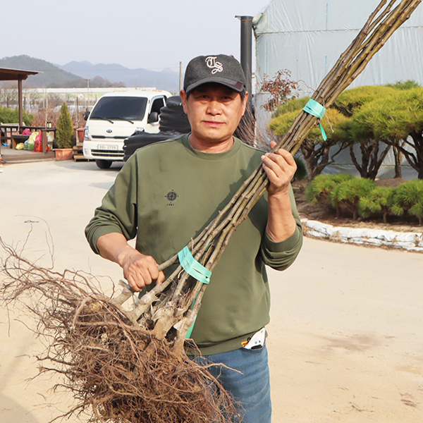화산 배나무 묘목 접목 1년생 중묘 : 한밭농원