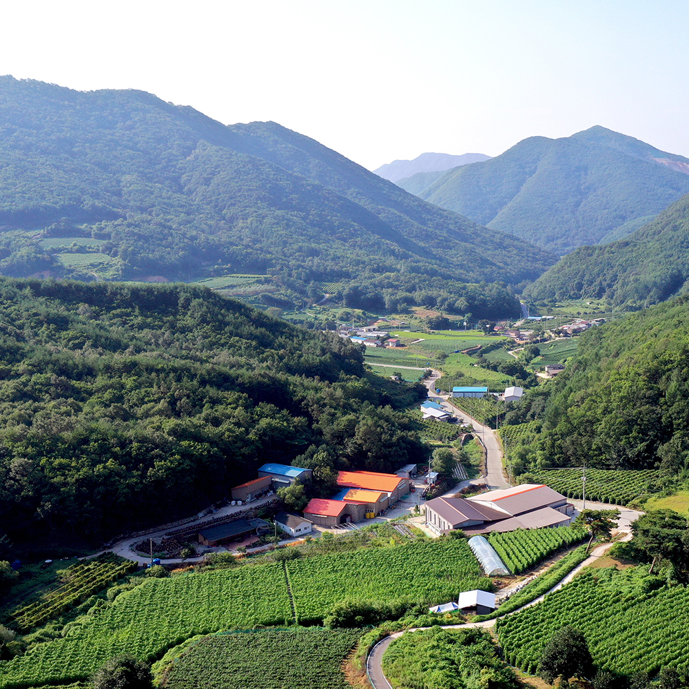 문경 오미자청 원액 엑기스 1500ml 2병 오랜전통1996년 : 자연미소