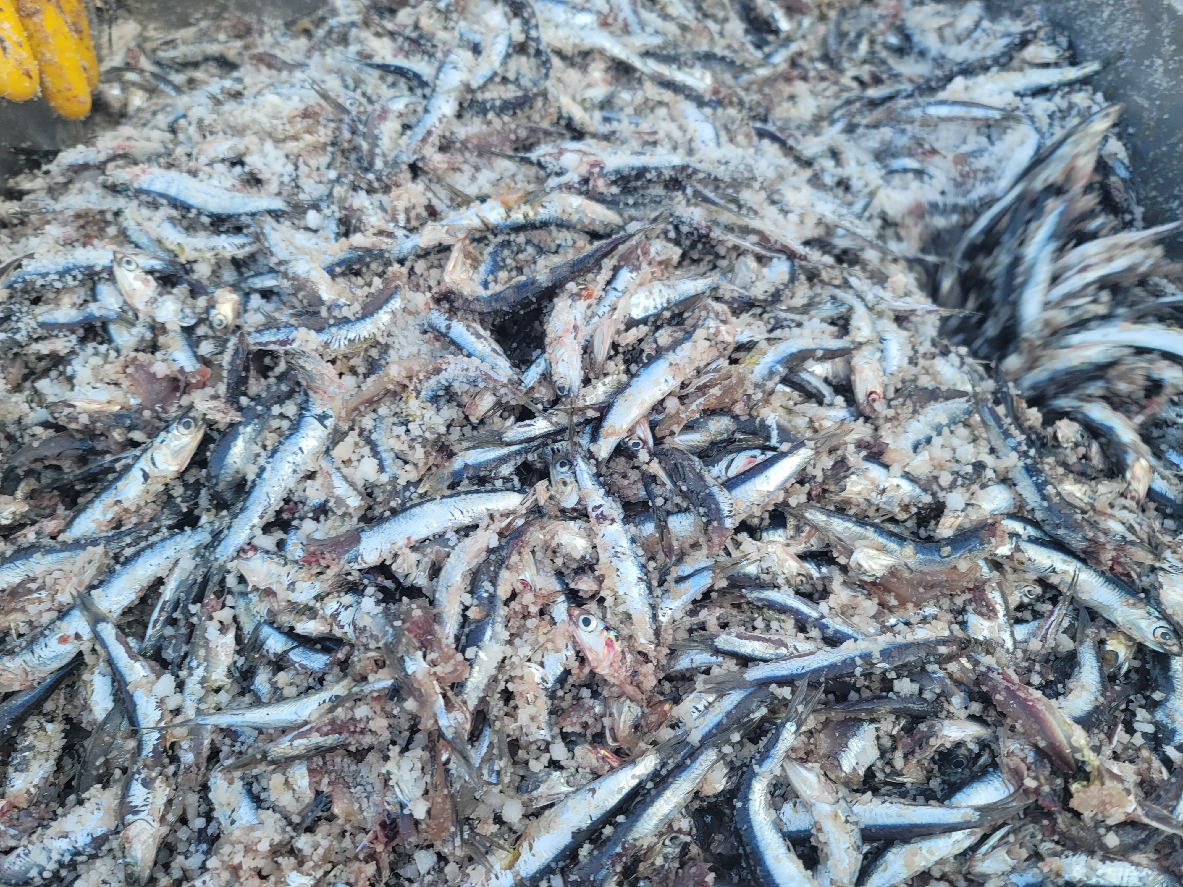 (효진수산) 거제도 생멸치젓갈  봄멸치 알배기젓갈 액젓 30kg : 거제도 효진수산