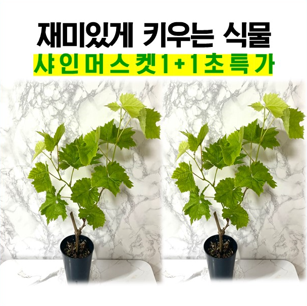 샤인머스캣나무 2개세트 유실수묘목 포도나무 화분 과실수 샤인머스켓모종 : 나만의화원