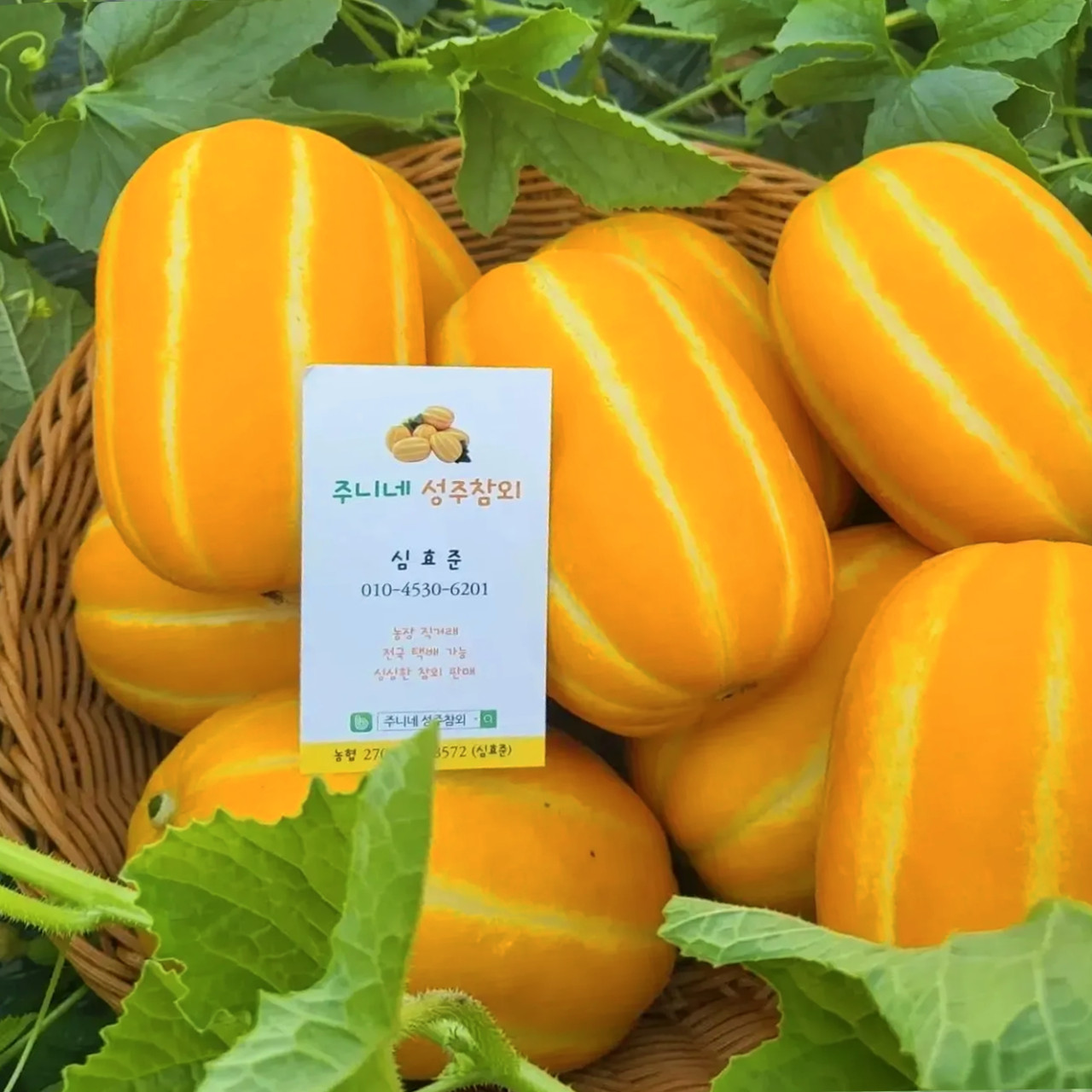 주니네 성주참외 가정용 10kg : 주니네 성주참외