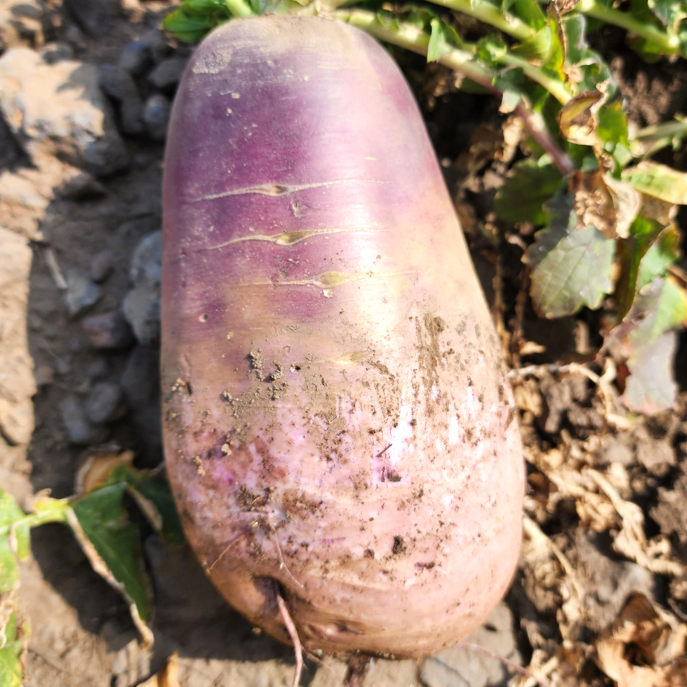 제주 자색무우 월동무 세척무 3kg 5kg : 농업회사법인 일농