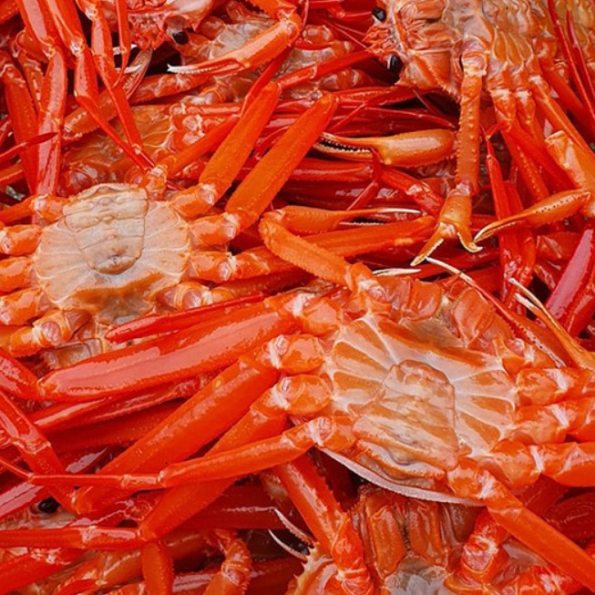 속초 울진 박달홍게 3kg(10미 내외) 붉은대게살 택배 특A급 수율보장 : supama