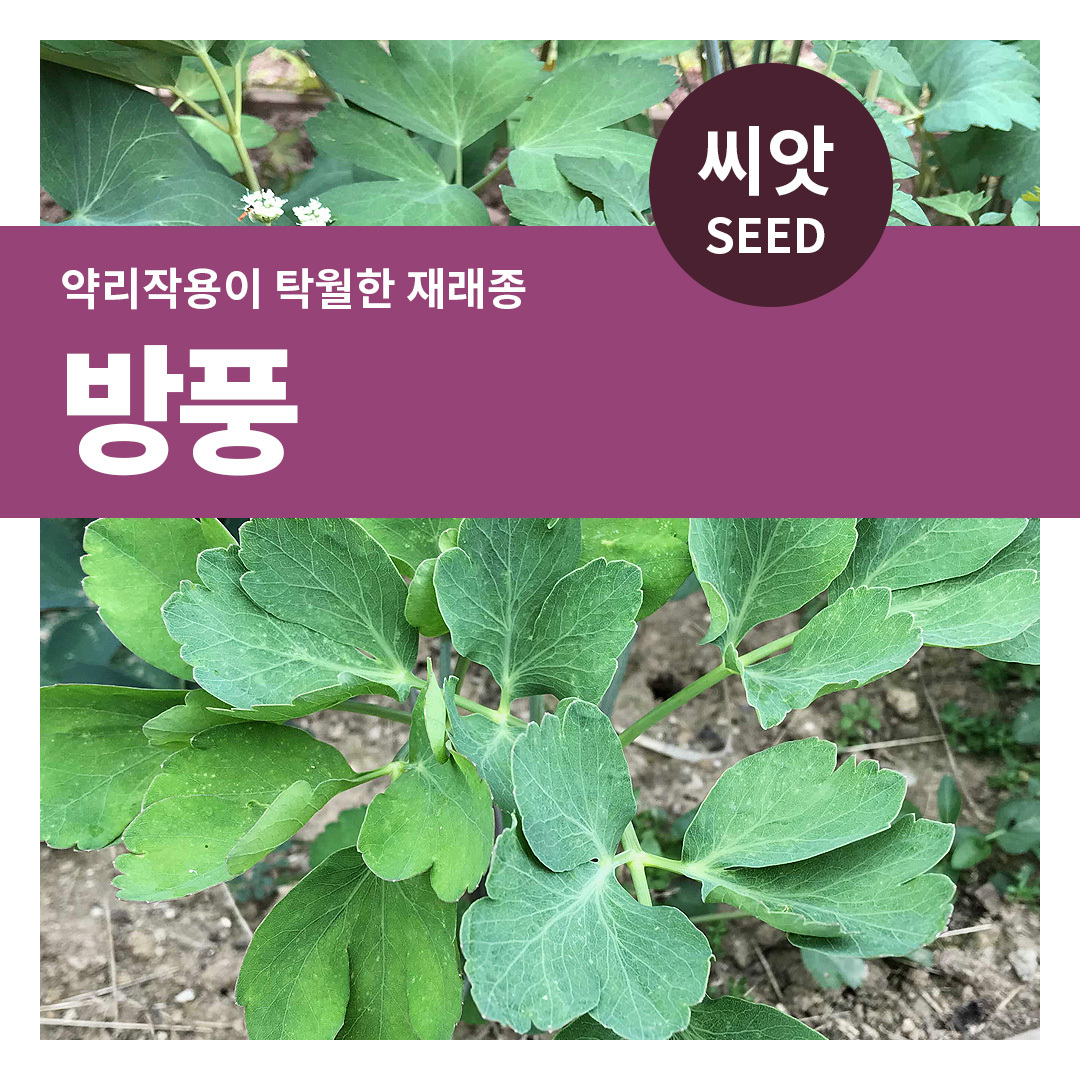 방풍 씨앗 2g 마이플랜트 : 마이플랜트
