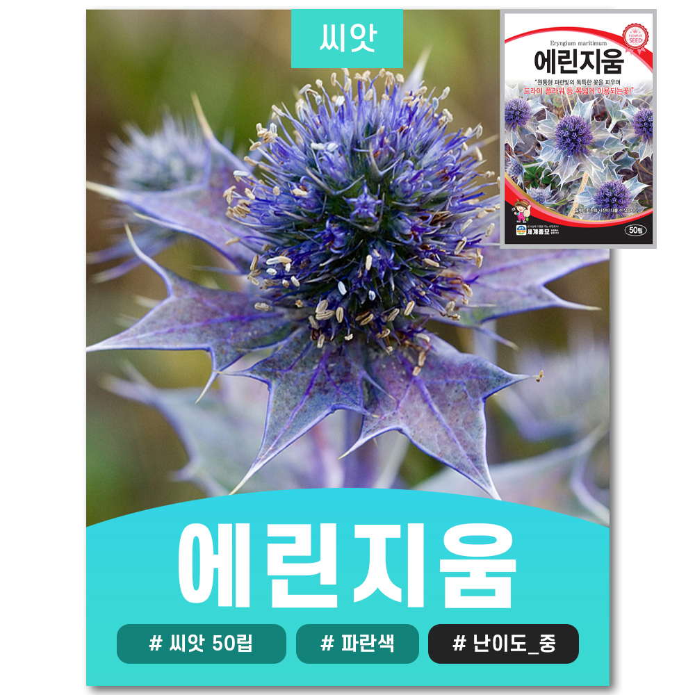 에린지움 씨앗 50립 : JWon Flower